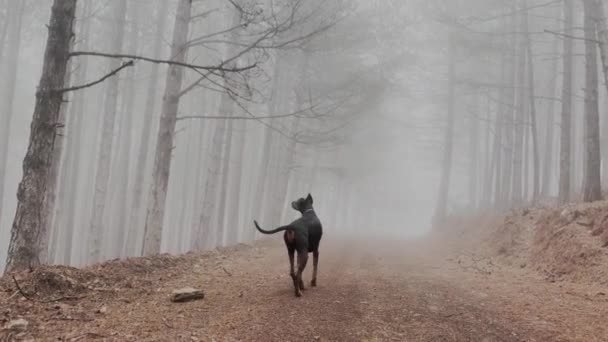 Czarny Pies Doberman Pinscher Skacze Lasu Sosnowego Zagubiony Mgle Wideo — Wideo stockowe