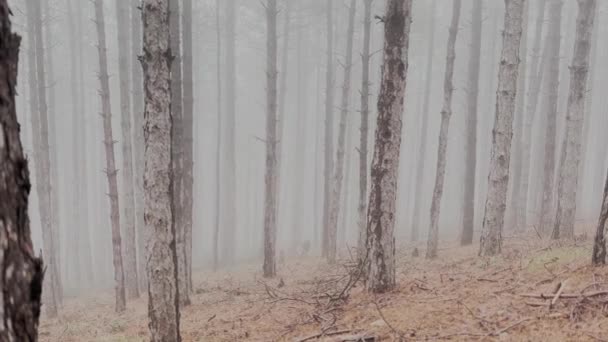 Doberman Pinscher Pies Biegający Mglistym Lesie Sosnowym Wideo — Wideo stockowe