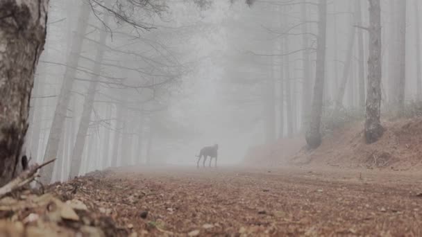 Doberman Pinscher Dog Walking Fog Pine Tree Forest Path Misty — Vídeo de Stock