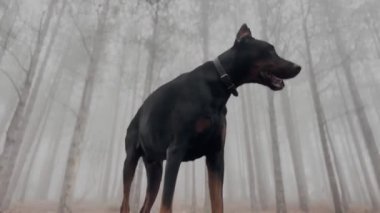 Uzun Doberman Pinscher Köpek Çam Ağacı Ormanında Duruyor, Sisli Yağmurlu Sisli Gün 4K Video
