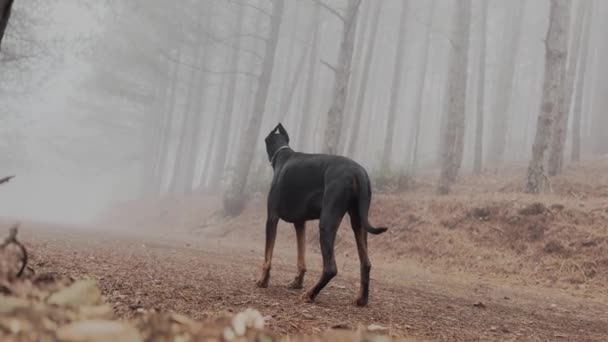 Dobermann Pinscher Hund Steht Waldweg Neblig Regnerischer Tag Spaziergang Kiefernwald — Stockvideo
