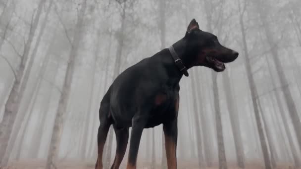 Высокий Доберман Пинчер Собака Стоит Сосновом Лесу Туманный Туман Мисти — стоковое видео
