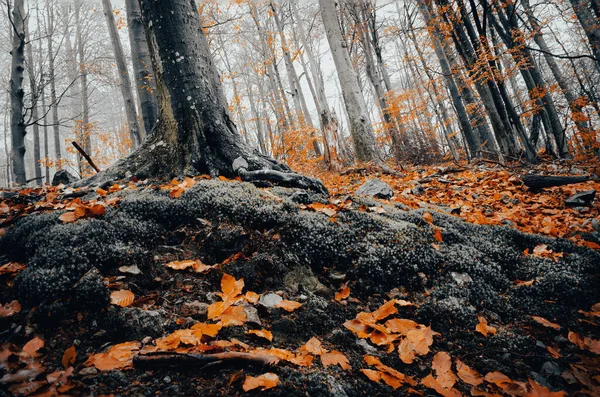 Осінній Ліс Опалим Листям — стокове фото