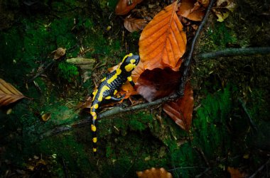 Ormandaki lizar Morske oko