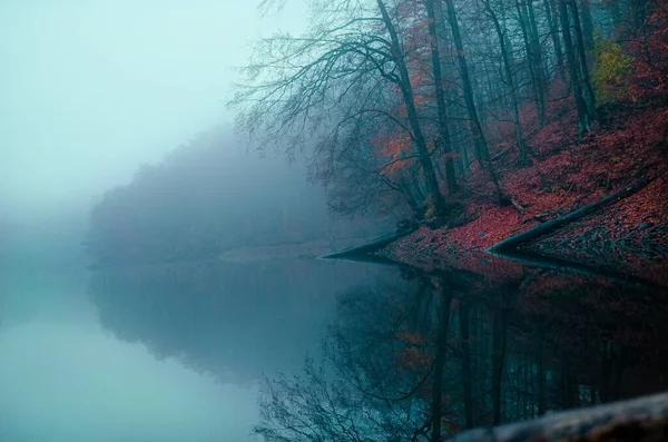Красивий Пейзаж Річкою Лісі — стокове фото