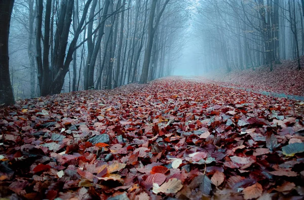 Дорога Morske Oko Словакии Темный Туман — стоковое фото