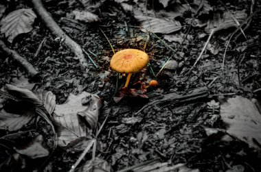 Mantar doğada siyah ve beyaz farklı renklerdedir.