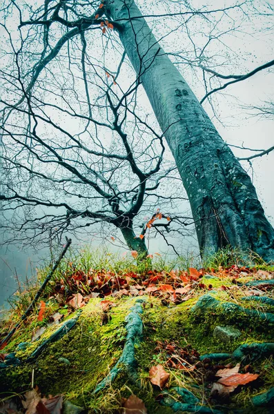 Double Tree Forest Morske Oko Slovakia — стокове фото