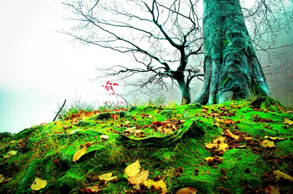 Ağaçtan Ormana Morske Oko Slovakya — Stok fotoğraf