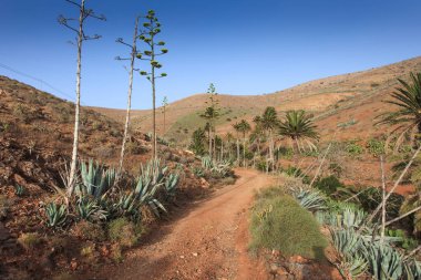 Çölün güzel manzarası