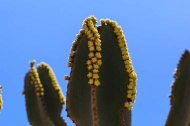 Çölde bir kaktüsün yakınında.
