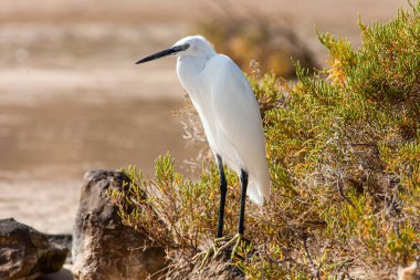 Balıkçıl kuşun yakın çekimi.