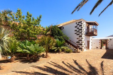 Çölde palmiye ağaçları