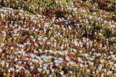 beyaz çiçek bitki dokusu arkaplanı