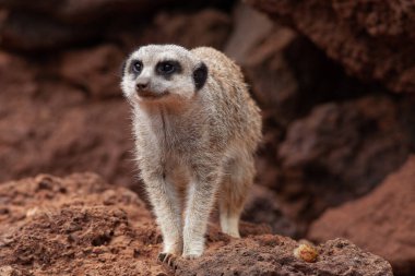 Fuerteventura adasının güney batısındaki güzel kumsallar ve kayalık yamaçlar.
