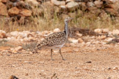 Fuerteventura adasının güney batısındaki güzel kumsallar ve kayalık yamaçlar.