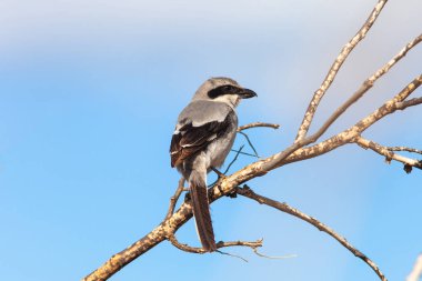 Fuerteventura adasının güney batısındaki güzel kumsallar ve kayalık yamaçlar.