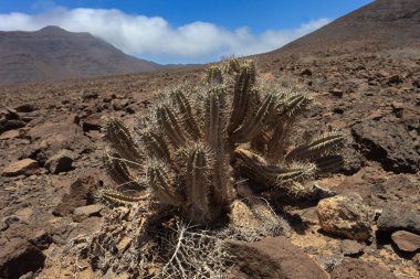 Tide Ulusal Parkı, Tenerife, Kanarya Adaları, İspanya