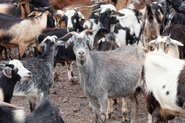 Çiftlikteki keçiler