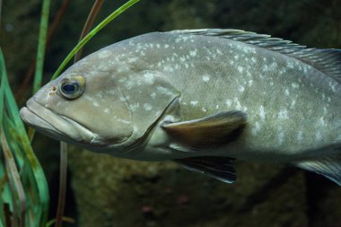 Akvaryumdaki balıklar