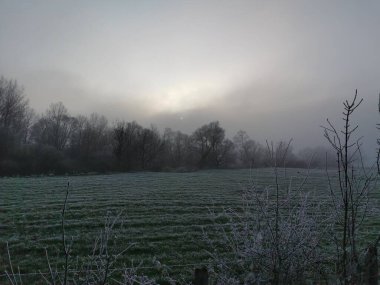  Güzel eski zeytin ağacı