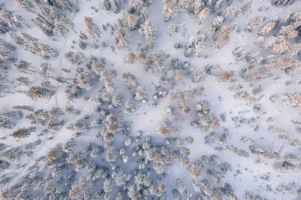 ロヴァニエミ近くのフィンランドのラップランドで森林を眺めます 冬景色の代表格 — ストック写真