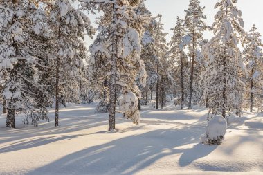 Güzel kış ormanı, karla kaplı köknar ağaçları. Ounasvaara, Rovaniemi, Finlandiya