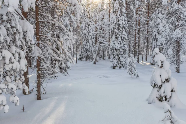 stock image Beautiful winter forest, fir trees covered with snow. Ounasvaara, Rovaniemi, Finland