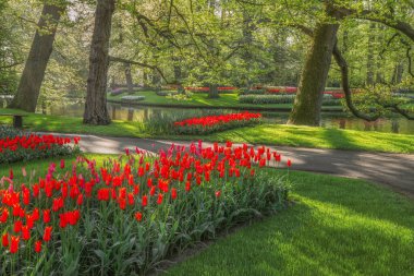 Beautiful scenery in Keukenhof royal flower garden in the Netherlands with beautiful flowerbeds and no people