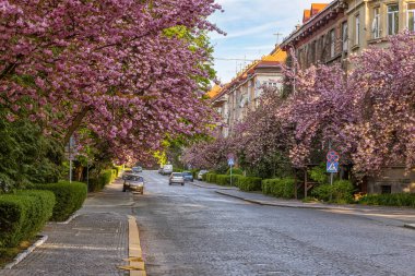 Uzhhorod, Ukraine - May 5th, 2021: Sakura trees in blossom, beautiful springtime outdoor background
