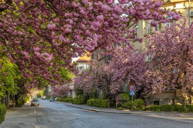 Uzhhorod, Ukraine - May 5th, 2021: Sakura trees in blossom, beautiful springtime outdoor background