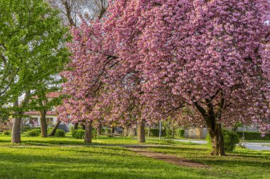 Sakura trees in blossom, beautiful springtime outdoor background