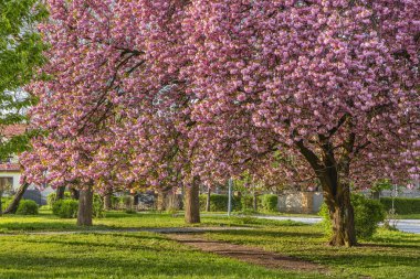 Sakura trees in blossom, beautiful springtime outdoor background