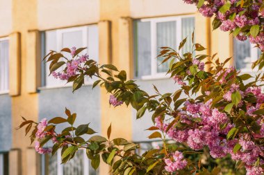 Beautiful sakura blossom in urban background