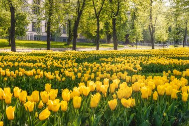 Gündüz vakti Kharkiv, Prospect Pravdy (Gerçeklik Bulvarı) kentinde bahar mevsimi