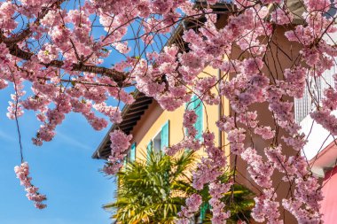 Mart 'ın ortasında Ascona, Ticino, İsviçre sokaklarında pembe kiraz çiçeği