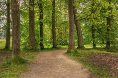 Güzel bahar ormanı, taze ve yeşil, yağmurdan sonra. Ormanın içinden geçen yol. Twicklerbos, Hollanda.
