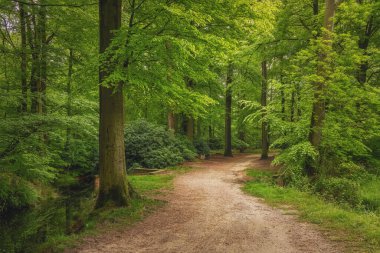 Güzel bahar ormanı, taze ve yeşil, yağmurdan sonra. Ormanın içinden geçen yol. Twicklerbos, Hollanda.