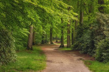 Güzel bahar ormanı, taze ve yeşil, yağmurdan sonra. Ormanın içinden geçen yol. Twicklerbos, Hollanda.