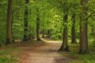 Güzel bahar ormanı, taze ve yeşil, yağmurdan sonra. Ormanın içinden geçen yol. Twicklerbos, Hollanda.
