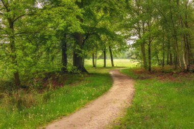 Güzel bahar ormanı, taze ve yeşil, yağmurdan sonra. Ormanın içinden geçen yol. Twicklerbos, Hollanda.