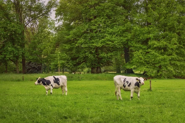 Δύο Αγελάδες Βόσκουν Στο Χωράφι Δίπλα Στο Δάσος Φρέσκο Πράσινο — Φωτογραφία Αρχείου