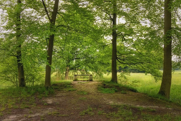 Gyönyörű Tavaszi Erdő Friss Zöld Eső Után Egy Pad Erdőben — Stock Fotó