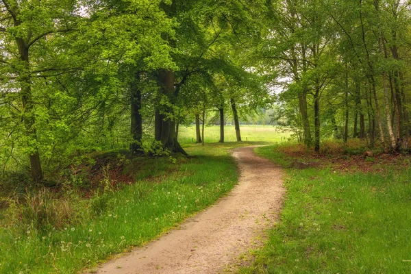 Krásný Jarní Les Svěží Zelený Dešti Cesta Lesem Twicklerbos Nizozemsko — Stock fotografie