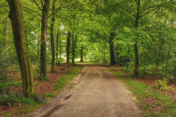 Piękny Wiosenny Las Świeży Zielony Deszczu Ścieżka Przez Las Twicklerbos — Zdjęcie stockowe