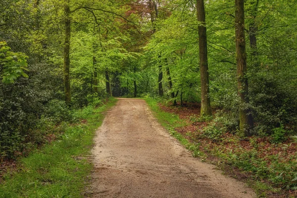 Krásný Jarní Les Svěží Zelený Dešti Cesta Lesem Twicklerbos Nizozemsko — Stock fotografie