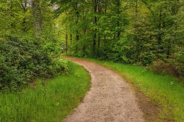 Прекрасный Весенний Лес Свежий Зеленый После Дождя Путь Через Лес — стоковое фото