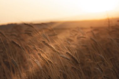 Buğday tarlası. Altın buğday kulakları yakında. Hasat konsepti