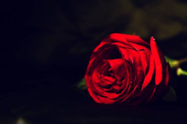 Kırmızı yapraklı kırmızı gül