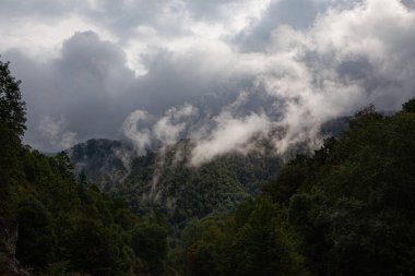  Arkaplanda dağların ve ağaçların görüntüsü